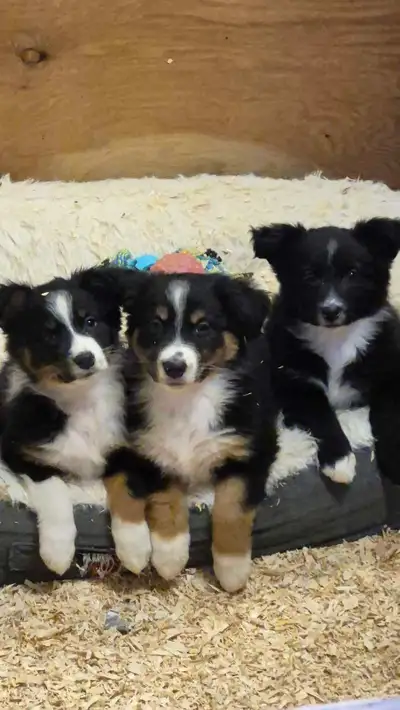 Australian Shepherd puppies, View more