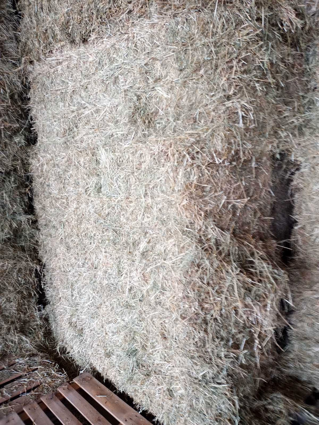 Hay for Sale in Other in Kitchener / Waterloo - Image 2