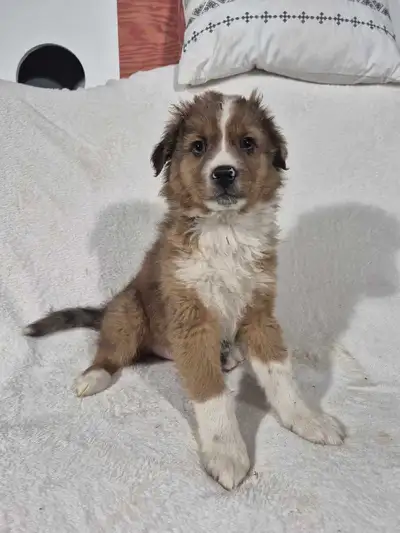 Only the one brown tri male is left in the first 5 pics for $500. The last 5 pics are of his litter...
