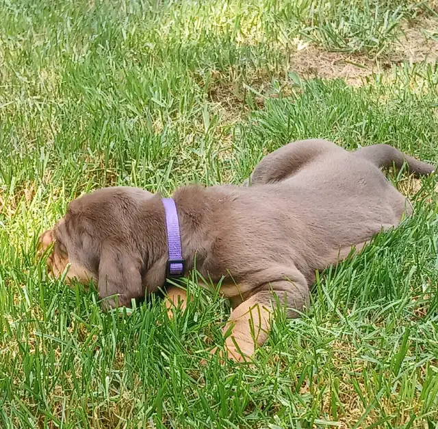 ‍Bloodhound puppies in Dogs & Puppies for Rehoming in Norfolk County - Image 7