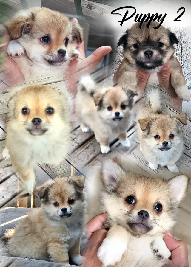 Adorable Long-Coat Chihuahua - (Last Pup has been Reserved) in Dogs & Puppies for Rehoming in Winnipeg - Image 4