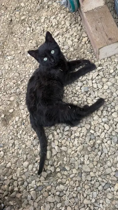 7 month old female kitten, View more