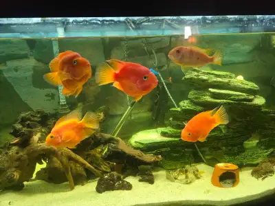 Cichlids, View more