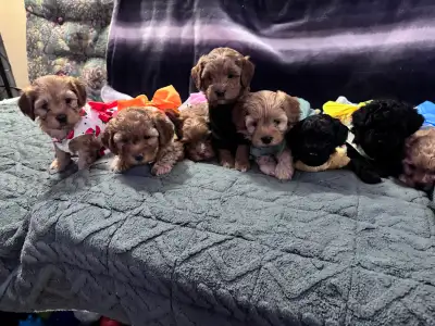 Mini poodle mix with mini Schnoodle puppies, View more