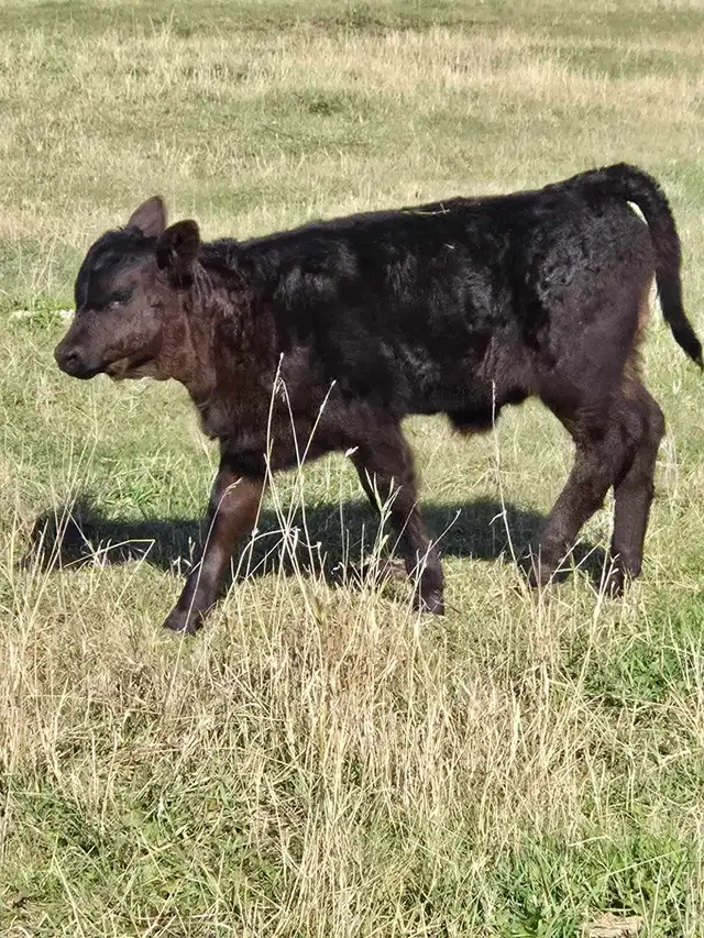 Cattle Cow calf pair | Livestock | Winnipeg | Free local classifieds ...