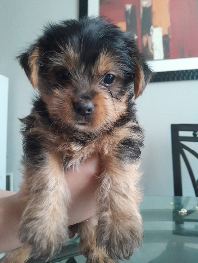 Yorkie puppies for sale $1500