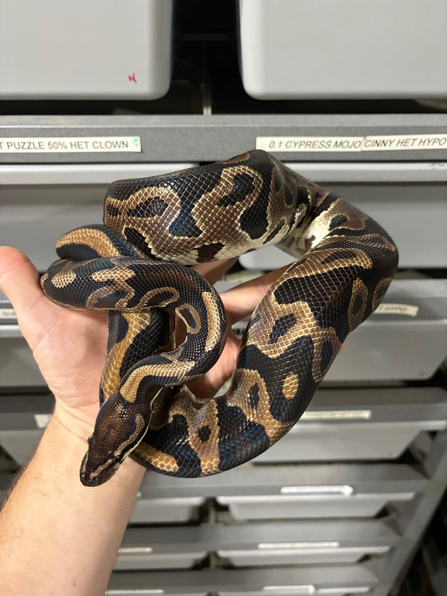 Leopard Ball Python Female  in Other in Peterborough