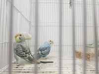 5 budgies, 2 for $40