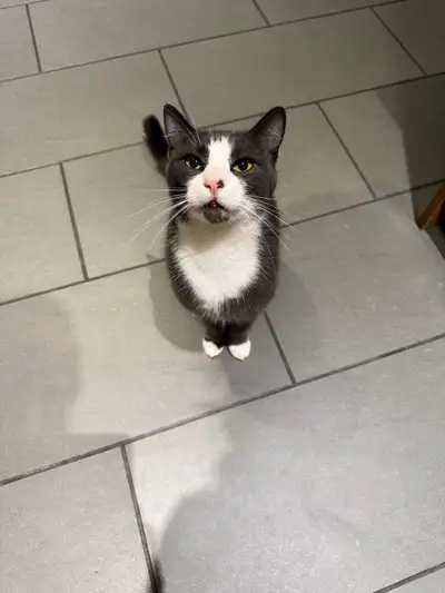 Beautiful 3 year old Male Cat, View more