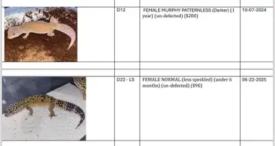 baby & older leopard geckos, View more