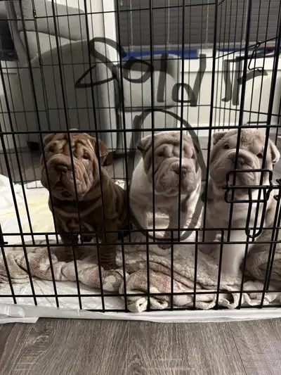 shar pei puppies, View more