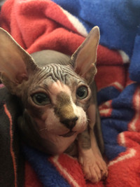 Male Sphynx Kitten - Last One Ready to Go Home