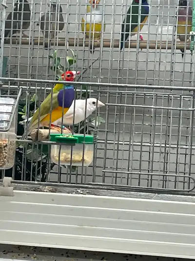 Pair of Gouldian finches, View more