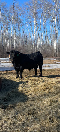 Black angus bull