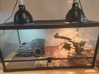 Bearded dragon and enclosure