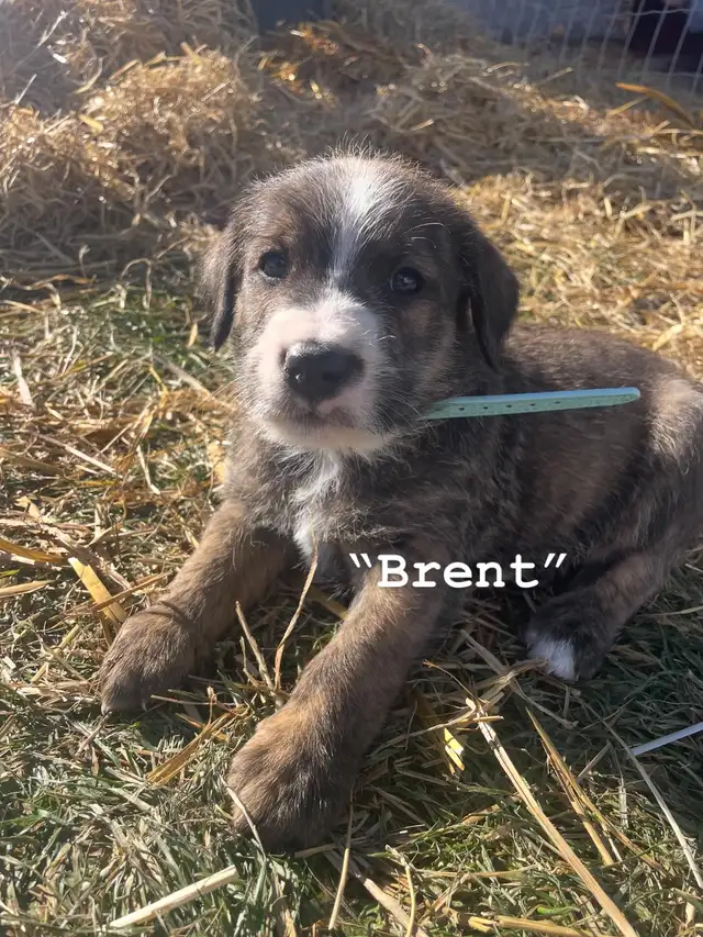 Affectionate Pitbull x Bernadoodle puppies in Dogs & Puppies for Rehoming in Edmonton - Image 5