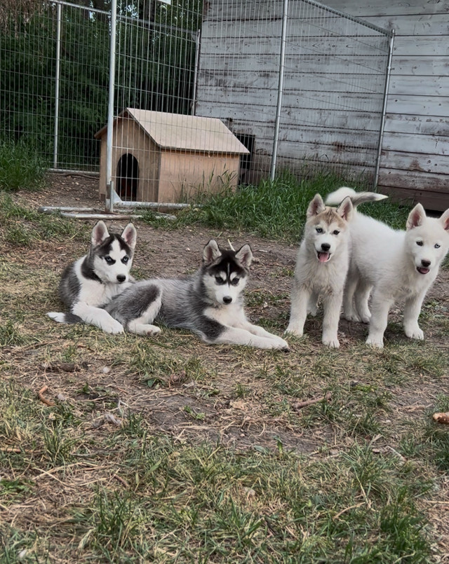 Purebred Siberian Husky Puppies FREE RIDE TO SASKATOON JULY 8 in Dogs & Puppies for Rehoming in Saskatoon