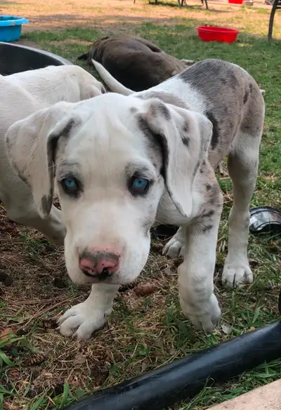 Mom is a great dane, saint bernard cross. Dad is a harliquin great dane. Born March 30. Had their fi...