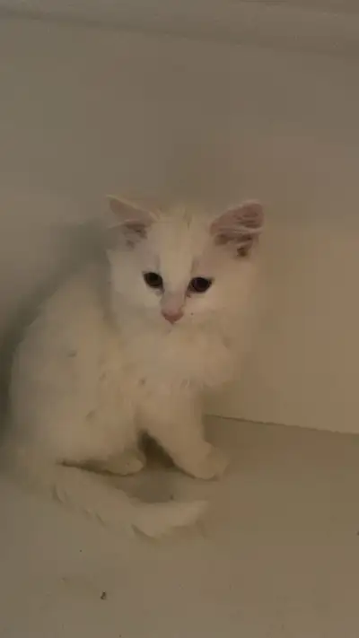 white kitten, View more