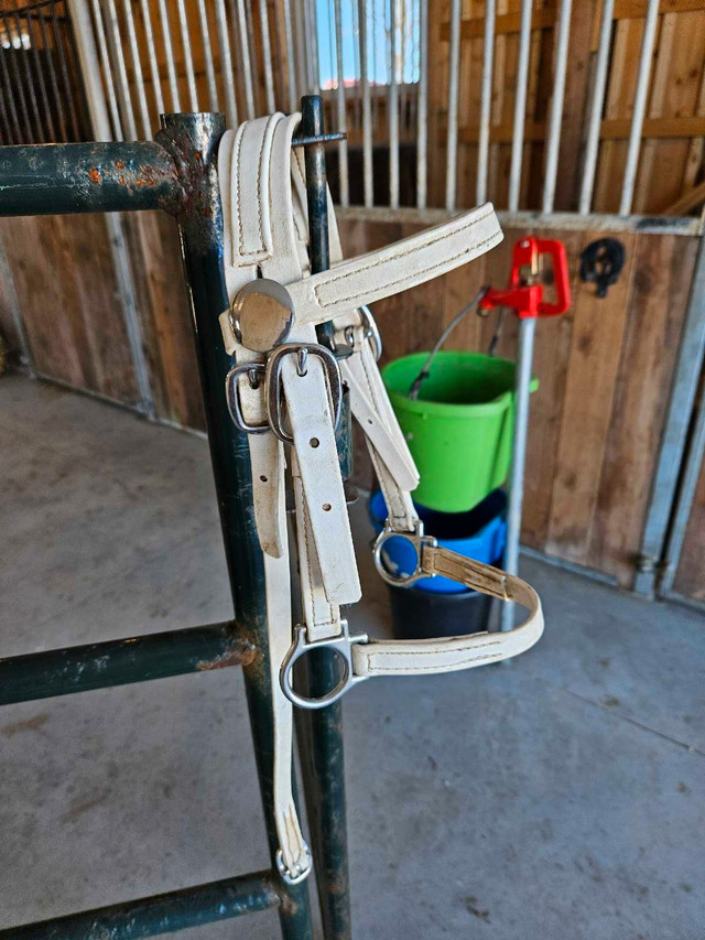 Mini horse tack in Equestrian & Livestock Accessories in Belleville - Image 4