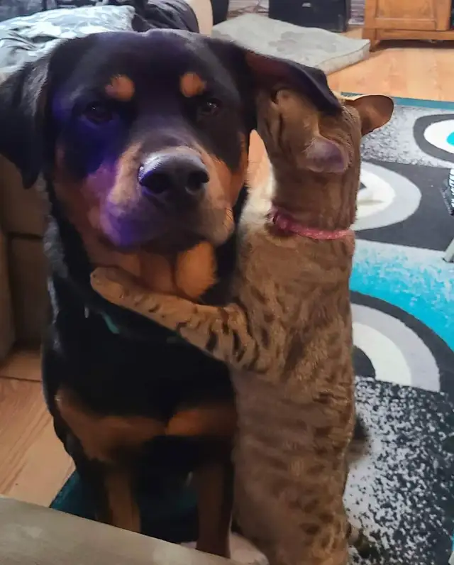 F5 Savannah Cat in Cats & Kittens for Rehoming in Calgary - Image 5