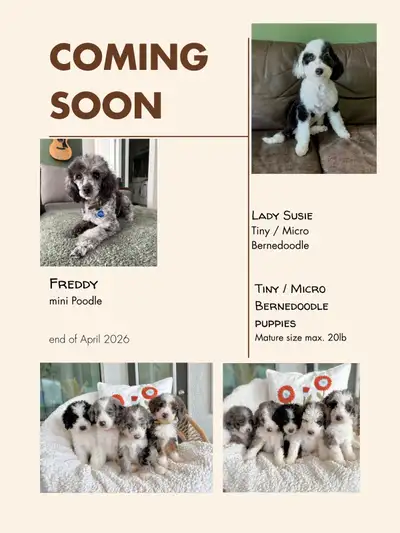 Micro / Tiny Bernedoodle puppies , View more