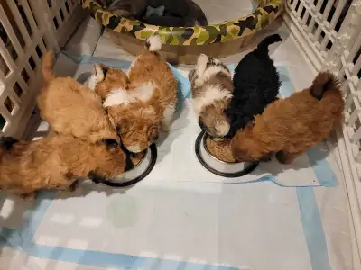 shi-poo puppies, View more