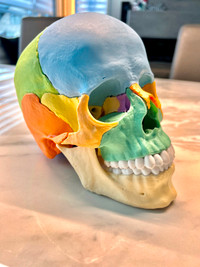 Crâne magnétique en couleur de 22 pièces