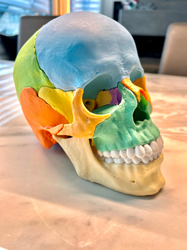 Crâne magnétique en couleur de 22 pièces dans Santé et besoins spéciaux  à Ville de Montréal