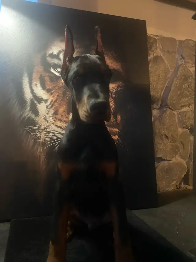 European Doberman Puppies!  1 Female available! in Dogs & Puppies for Rehoming in Edmonton - Image 9