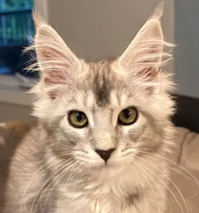 chaton disponible, View more