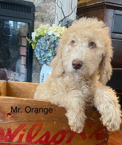 PUREBRED STANDARD POODLE PUPPIES, View more