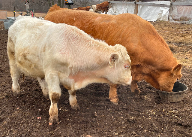 Purebred Charolais Bull in Livestock in Oshawa / Durham Region - Image 4