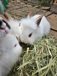Baby lionhead rabbits 