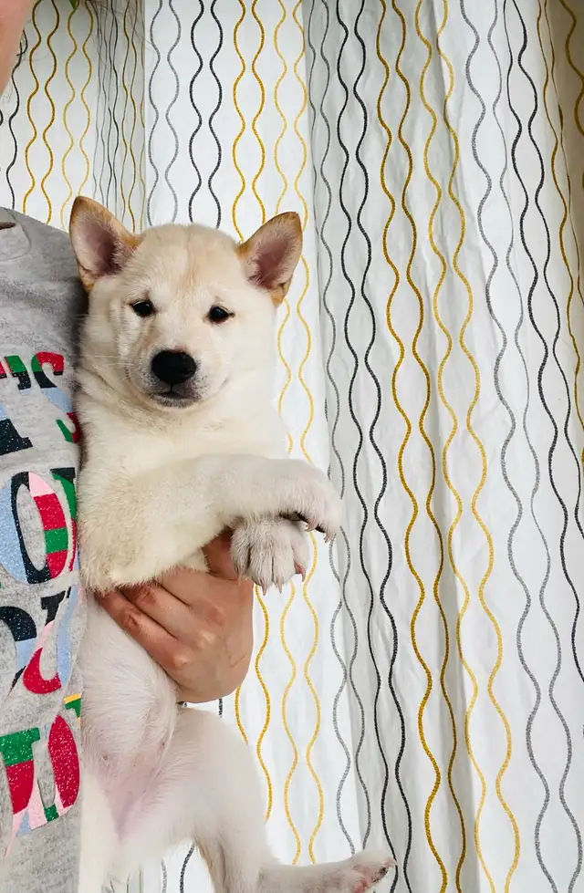 Chiots Shiba Inu puppies!! Pure race!! Micro pucé in Dogs & Puppies for Rehoming in Saint-Hyacinthe - Image 6