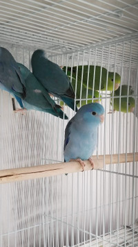 baby parrotlets and adult pairs