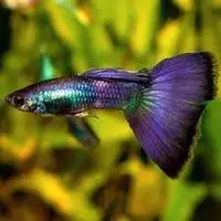 WANTED - colourful guppies