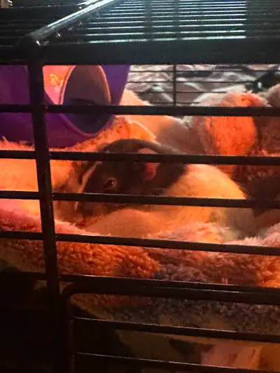 Young rat for free adoption, View more