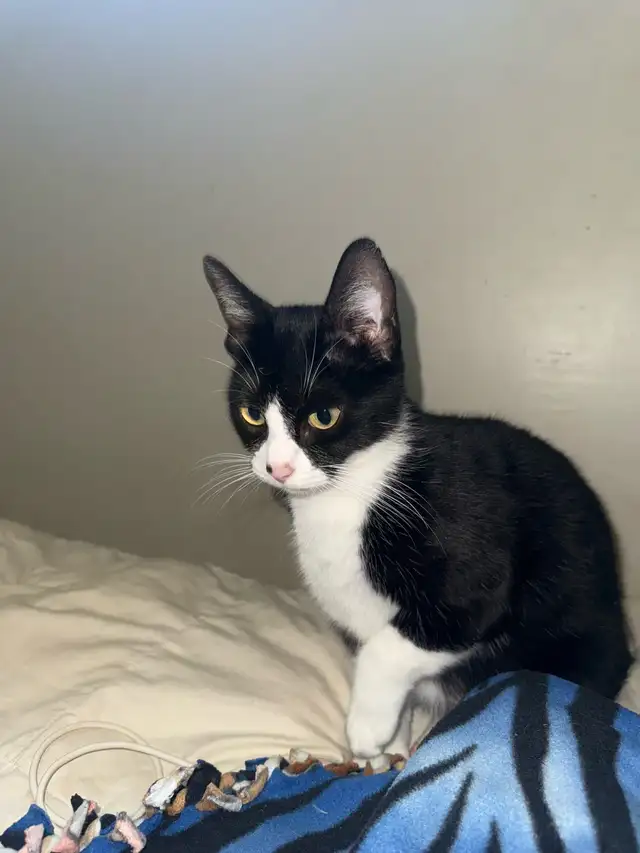 cat to rehome in Cats & Kittens for Rehoming in Moncton - Image 3