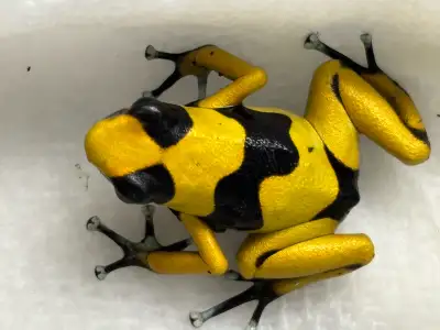 Hi I have 3 Oophaga Lehmanni Dart frogs for sale. They are 5 months old all healthy and growing. ext...