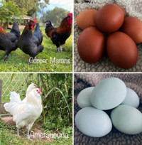 Pure-bred Copper Marans and Ameraucuna hatching eggs 