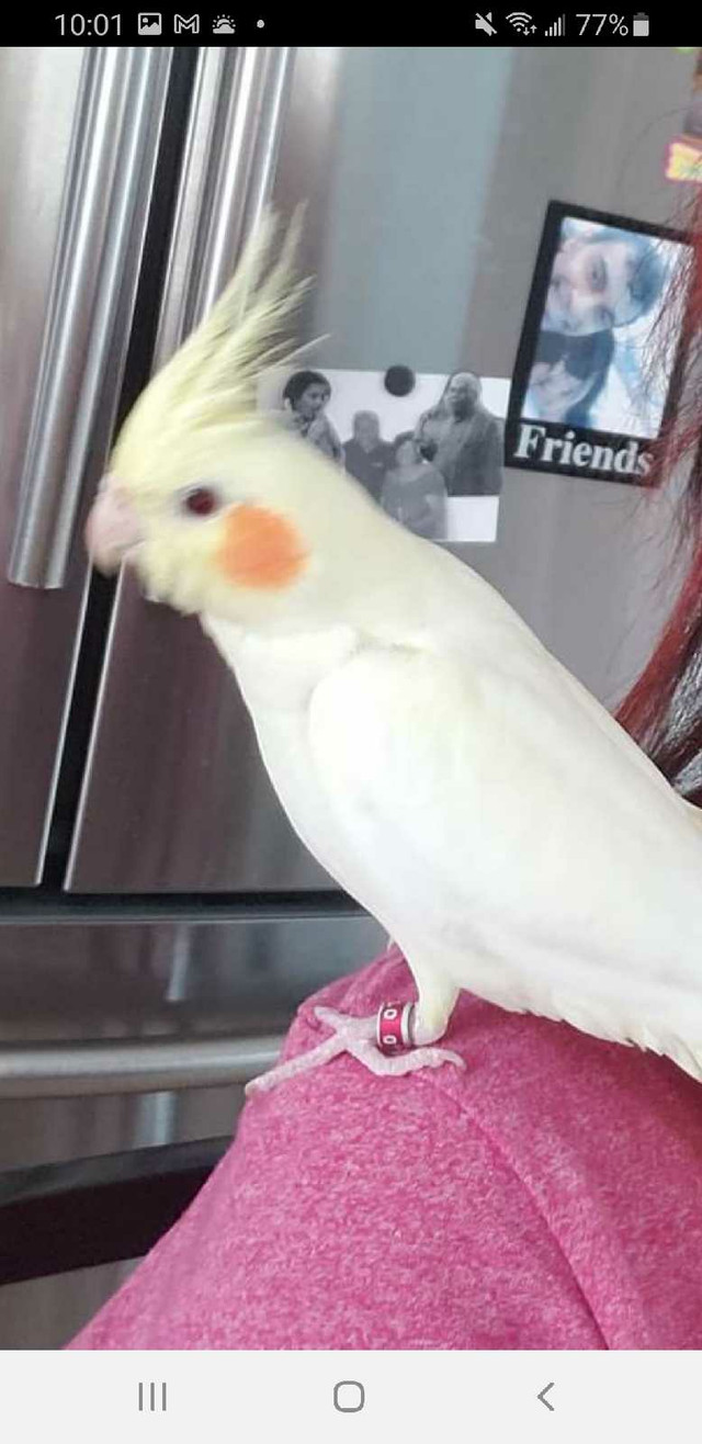 Bonded male & female. cockatiels  in Birds for Rehoming in Edmonton - Image 3