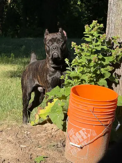 Male cane corso, View more