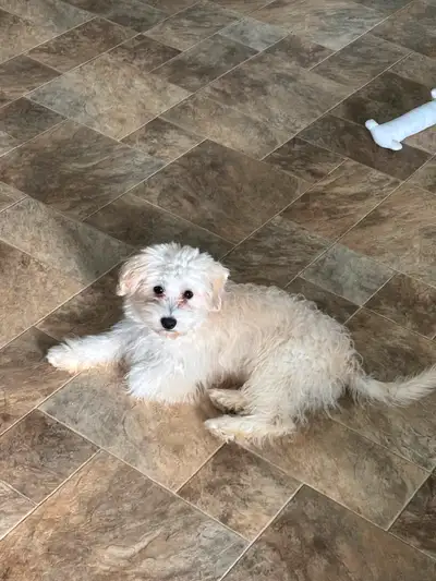 Mâle caniche x bichon bientôt 6 mois propre habituer avec chat chien suis bien en laisse un amour ne...