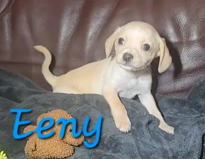 PRICE DROP - Beautiful Chihuahua Boys, View more