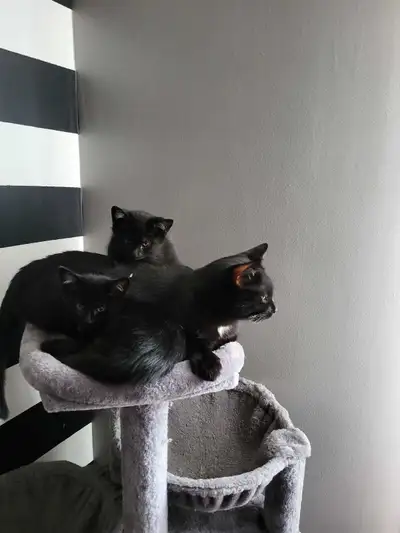 happy kittens ready for a new home , View more