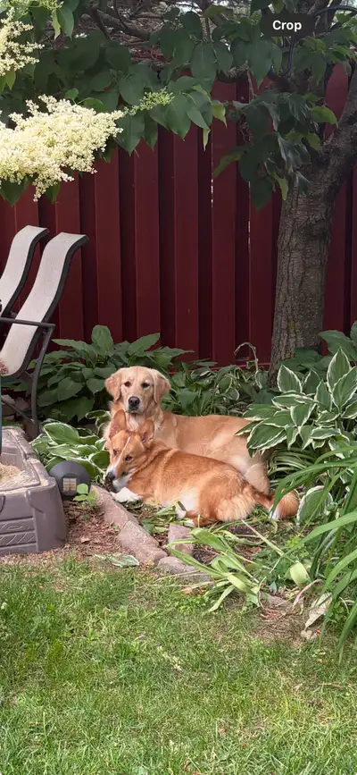 Rehoming Beautiful Corgi and Golden Retriever, View more