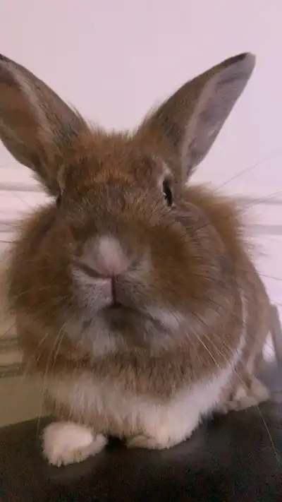 lapin nain a vendre C’est un male et il a deux ans. Il est amicale et gentil. Il a grandit avec un c...