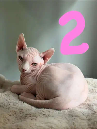 Adorable Female Sphynx Kitten Looking for a Loving Home, View more