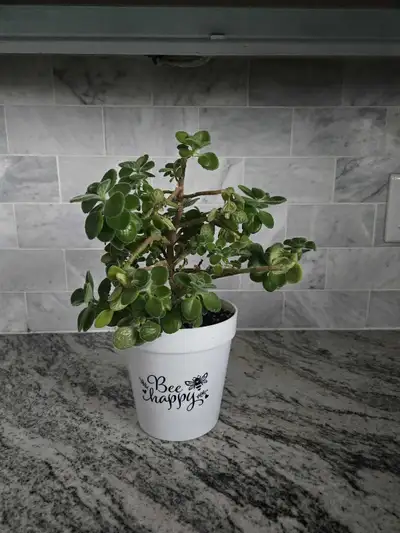 Vics Plant , View more